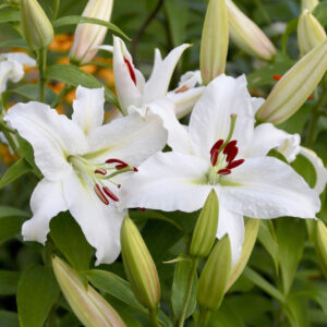 Lily Oriental Casa Blanca - 5 bulbs