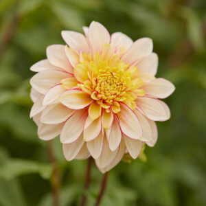 Dahlia Anemone Polka