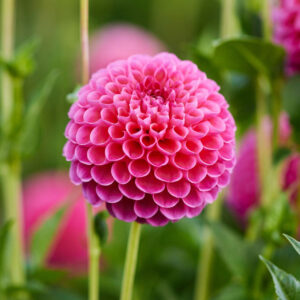 Dahlia Ball Jowey Frambo