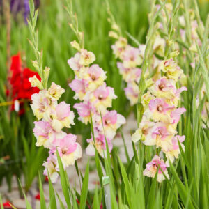 Gladiolus Mon Amour