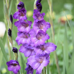 Gladiolus Performer