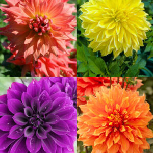 Dinnerplate Dahlia Spectacular