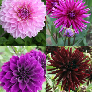 Dahlia Lovers Collection