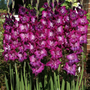 Royal Purple Spring Dream Garden Mix