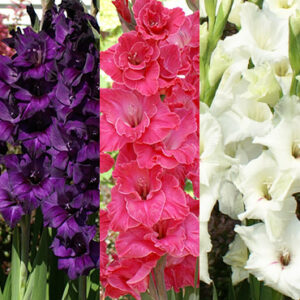 Gladiolus Rainbow Collection