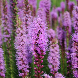 Liatris Blazing Star Collection