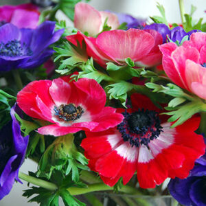 Anemone Wind Flower Mix
