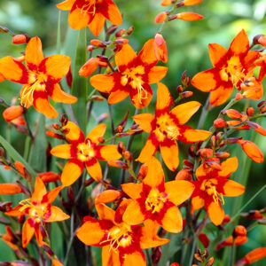 Crocosmia Lucifer Fire Collection