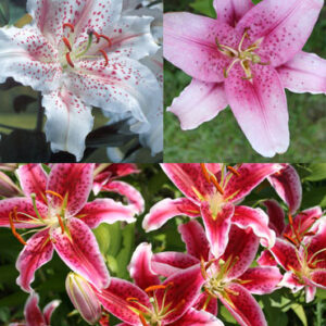 Fragrant Lily Garden