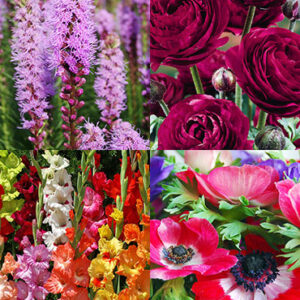 Deer Resistant Summer Garden