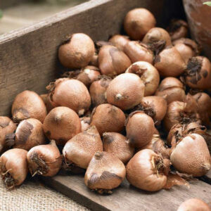 Acidanthera Bicolor Murielae white flowers