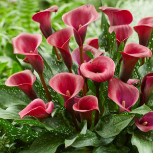 Calla Lily Valencia