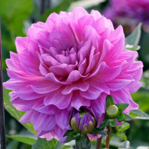 Dahlia Decorative Karma Lagoon