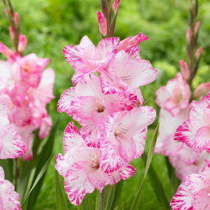 Gladiolus My Love