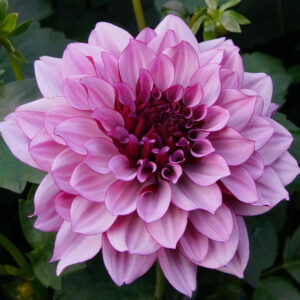 Dahlia Waterlily Creme de Cassis