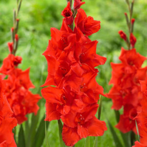 Gladiolus Manhattan
