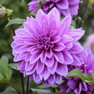 Dahlia Dinnerplate Lilac Time