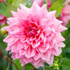 Dahlia Dinnerplate Otto's Thrill
