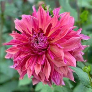 Dahlia Dinnerplate Penhill Dark Monarch