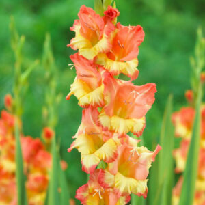 Gladiolus Princess Margaret Rose