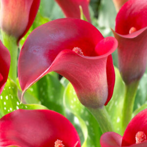 Calla Lily Callafornia Red