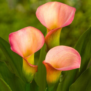 Calla Lily Peach Pazzaz