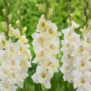 Gladiolus White Prosperity