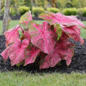 Caladium Fancy Fannie Munson - 5 Bulbs