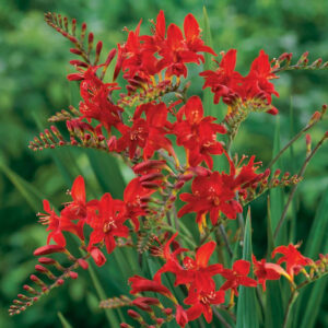 Crocosmia Lucifer scarlet red flowers