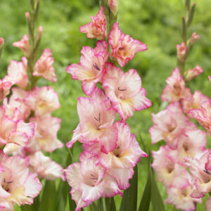 Gladiolus Priscilla