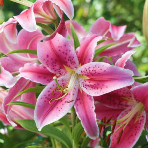 Lily Oriental Stargazer - 5 bulbs