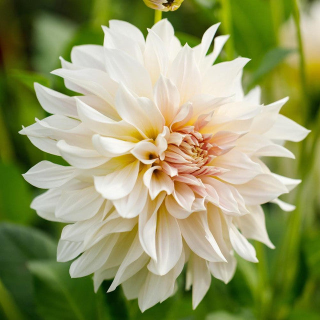 Café au Lait Dahlia