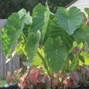 Elephant Ear Colocasia Esculenta