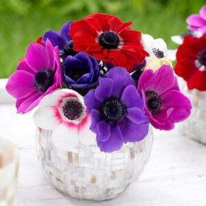 Anemone De Caen Assorted Colors