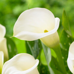 Calla Lily Crystal Clear