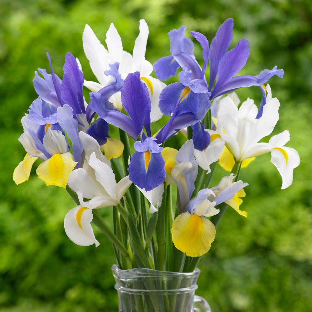 Dutch Iris