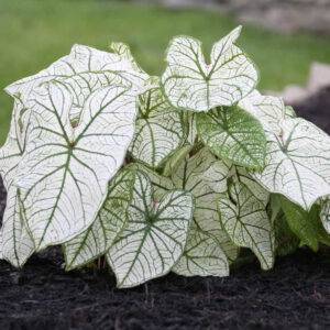 Caladium Fancy Candidum - 5 Bulbs