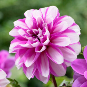 Dahlia Waterlily Priceless Pink