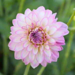 Dahlia Decorative Arbatax