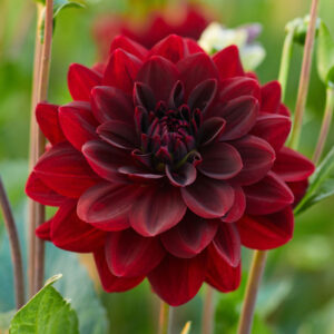 Dahlia Decorative Arabian Night