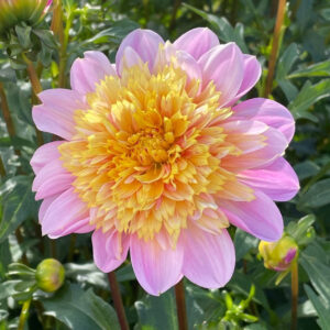 Dahlia Anemone Lifestyle