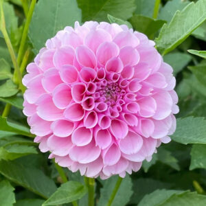 Dahlia Ball Stolze Von Berlin