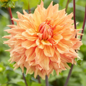 Dahlia Dinnerplate Holly Huston