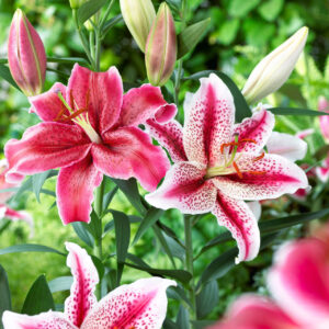 Lily Oriental Corvara & Dizzy - 10 bulbs
