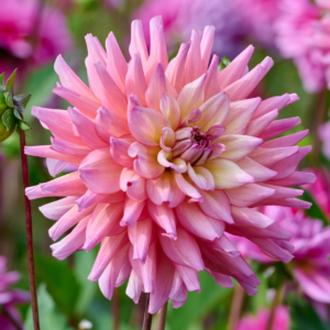 Dahlia Decorative Bahama Mama