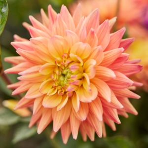 Dahlia Cactus Karma Red Corona