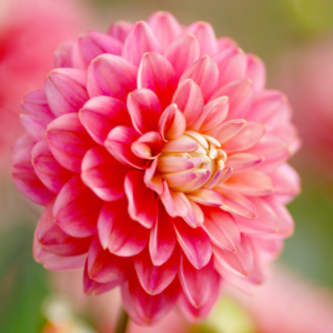 Dahlia Border Decorative Melody Pink Allegro