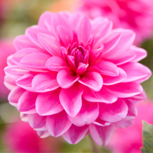 Dahlia Waterlily Onesta