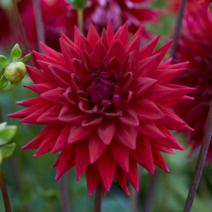 Dahlia Cactus Wittemans Best