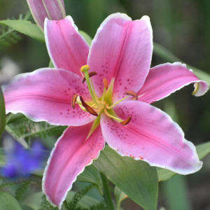 Lily Oriental Marlon - 5 bulbs